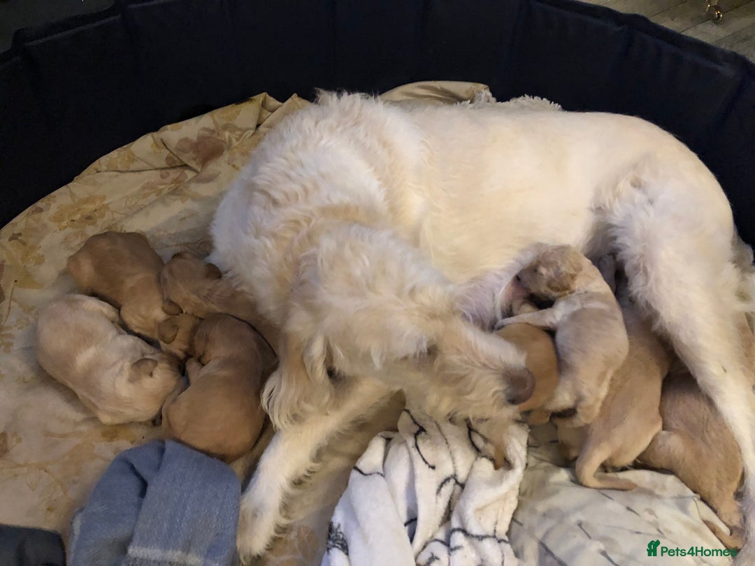 Labradoodle dogs for sale: 8 Beautiful Labradoodle Puppies  - Advert 6