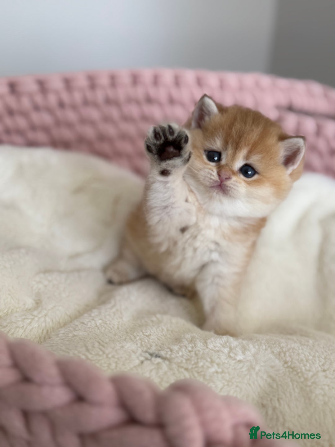 British Shorthair cats for sale: Golden Blue British Shorthair kittens  - Advert 34