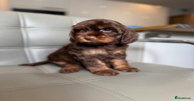 Cockapoo dogs - Advert 12