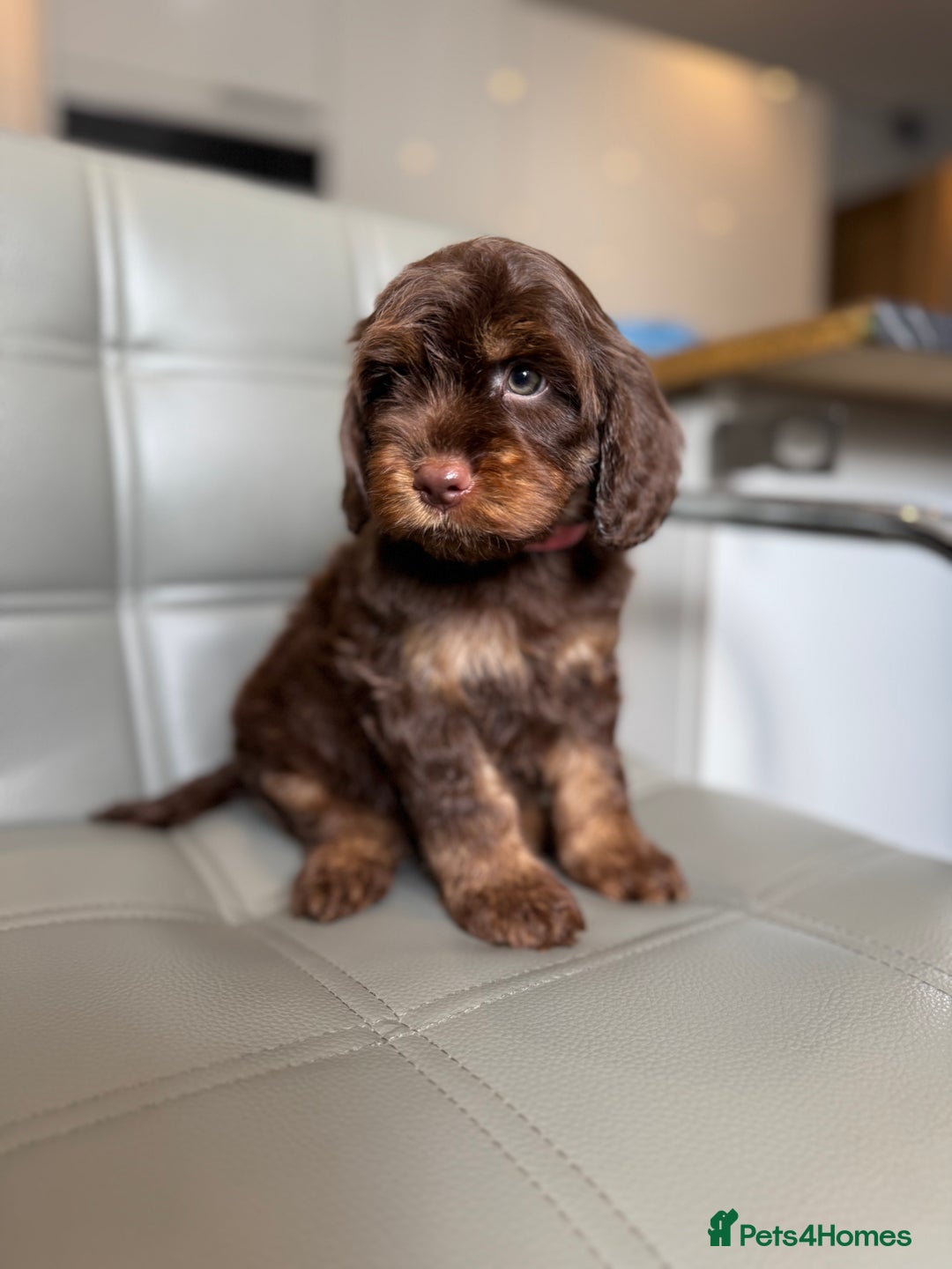 Cockapoo dogs for sale: *READY MONDAY* girls F1 CHOCOLATE DNA CLEAR  - Image 3