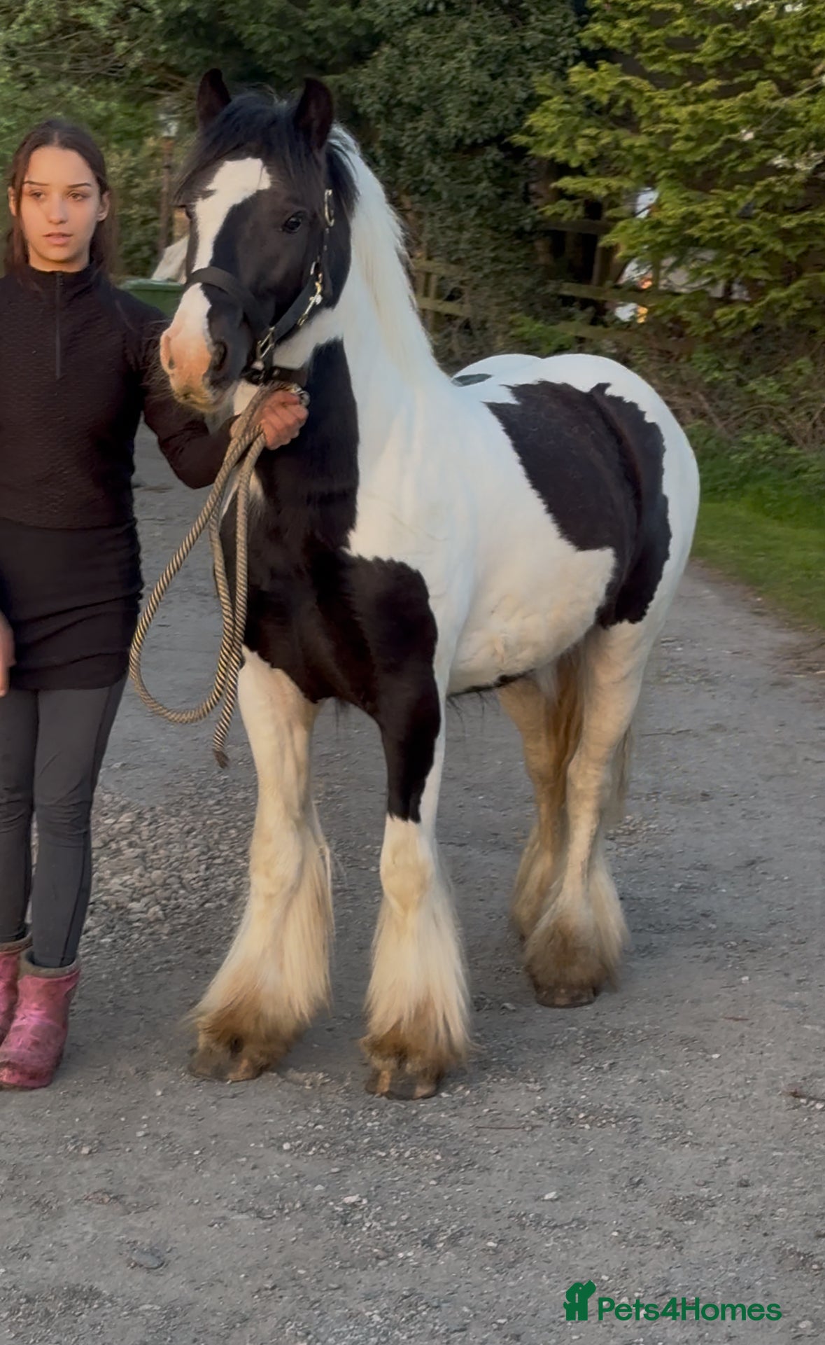 Irish Cob horses Two quality boys for sale, Baro and Bruno - Advert 1