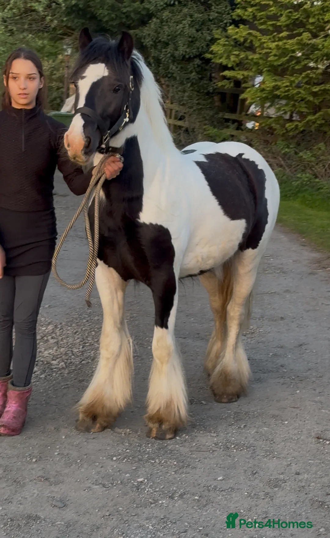 Irish Cob horses for sale: Two quality boys for sale, Baro and Bruno - Advert 1