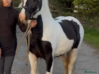 Irish Cob horses Two quality boys for sale, Baro and Bruno - Advert 1
