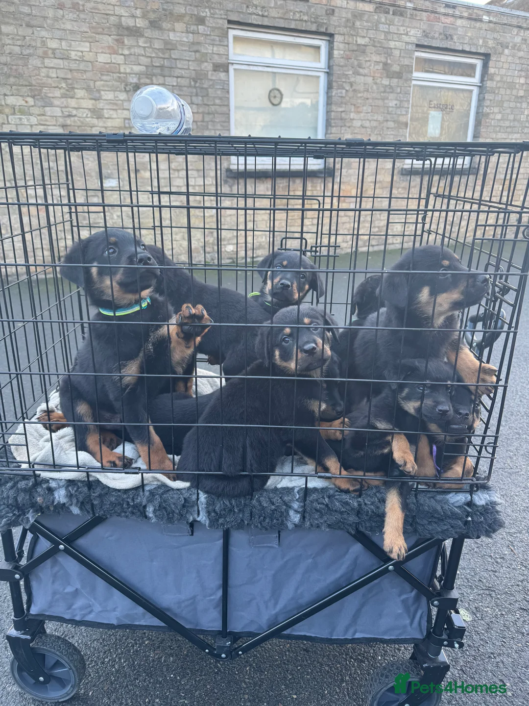Rottweiler dogs for sale: 2 fluffy cuddly Rottweiler puppies available  - Advert 11