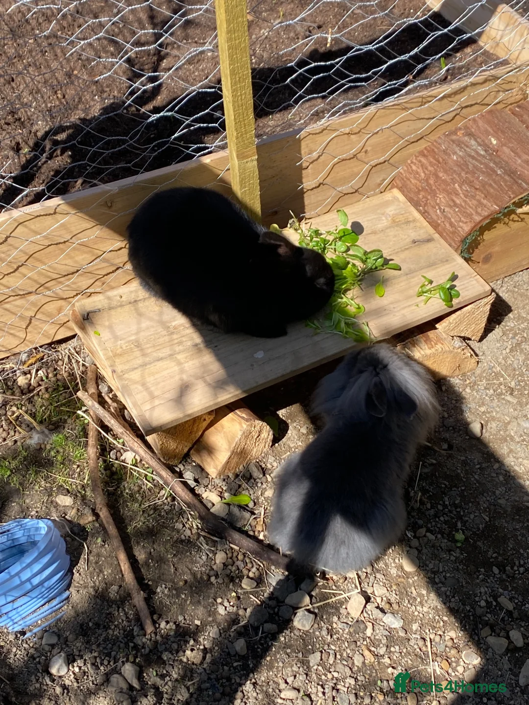 French Lop rabbits for sale: Gorgeous French lop X  in Leeds - Advert 6