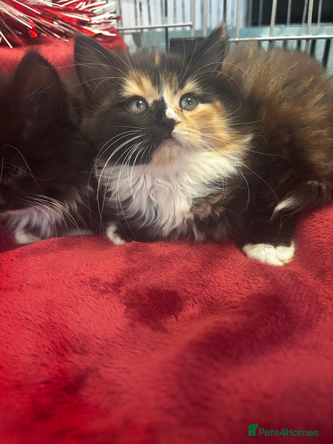 Maine Coon cats for sale: Very fluffy kittens🩷 - Advert 1