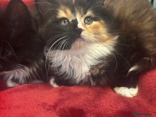 Maine Coon cats Very fluffy kittens🩷 - Advert 14