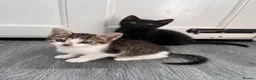 Mixed Breed cats for sale: Beautiful kittens - Advert 15