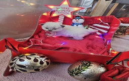 Ragdoll cats for sale: 8 beautiful ragdolls ready for Christmas 🎁 - Advert 14