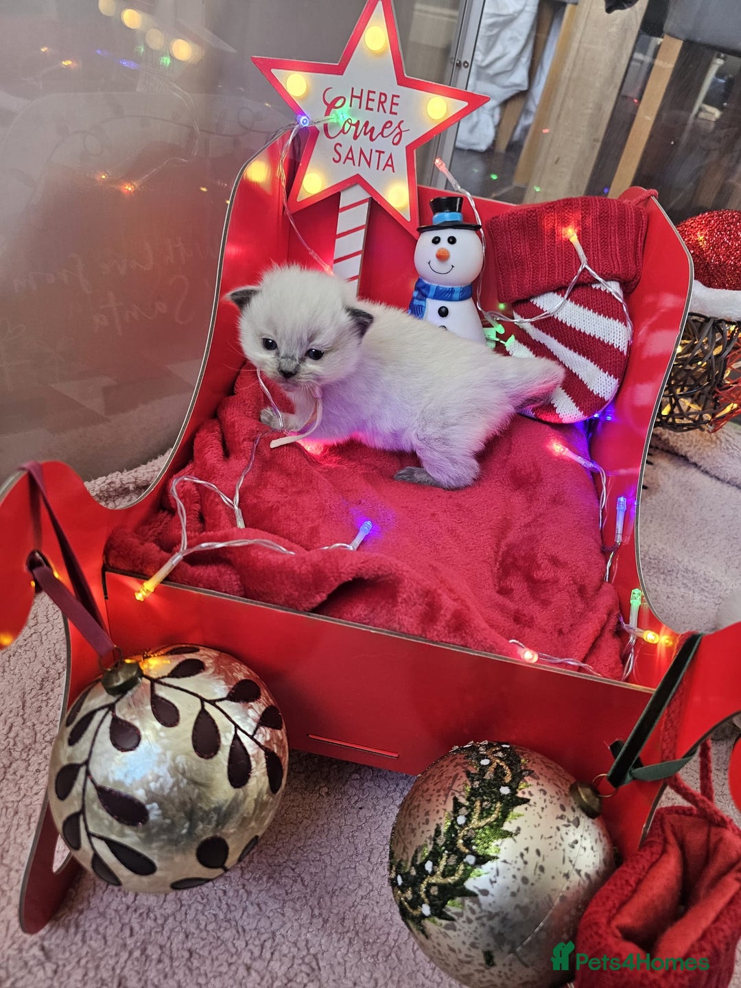 Ragdoll cats for sale: 8 beautiful ragdolls ready for Christmas 🎁 - Advert 14