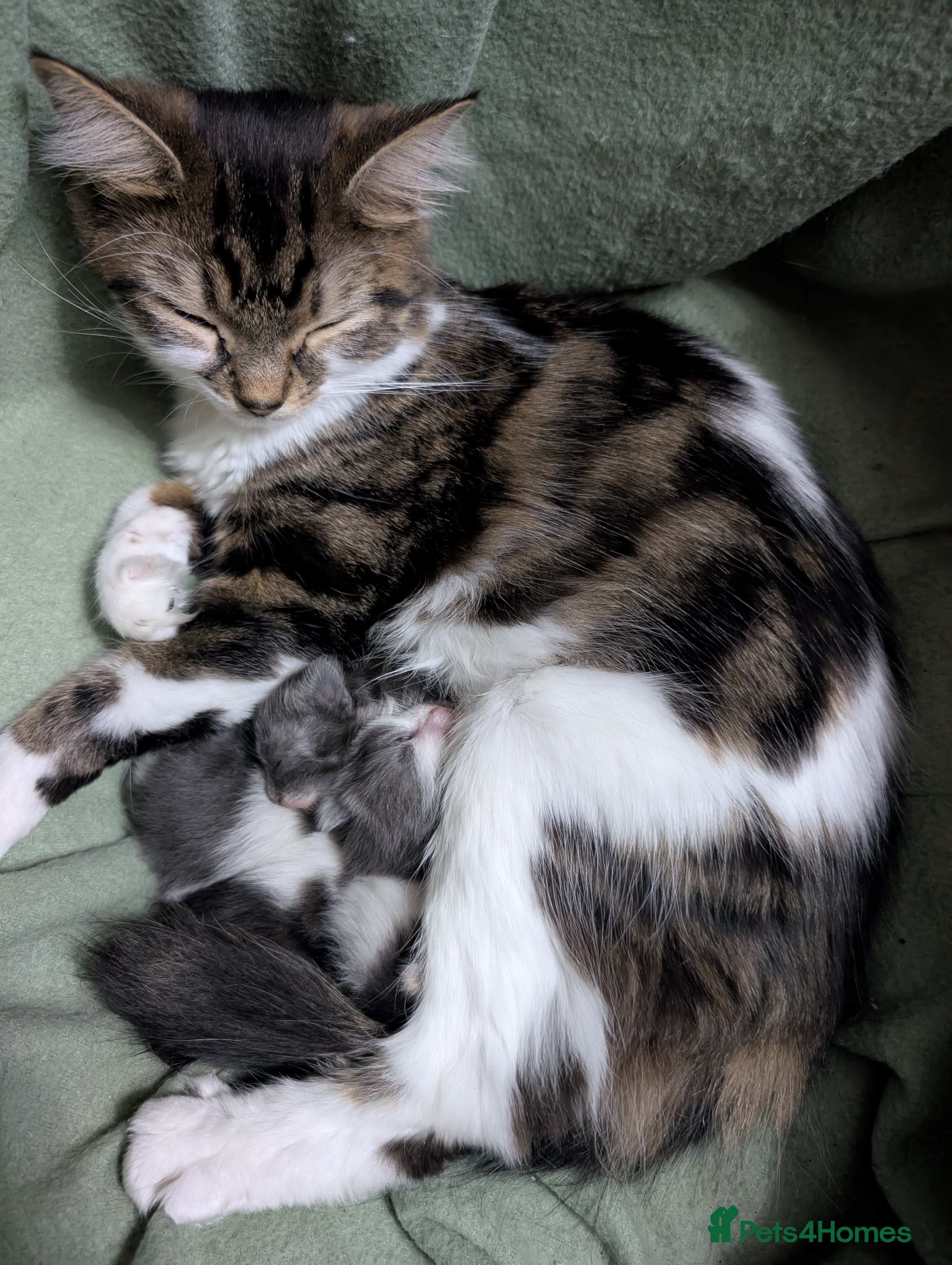 Siberian cats Siberian crossed kittens  - Advert 2