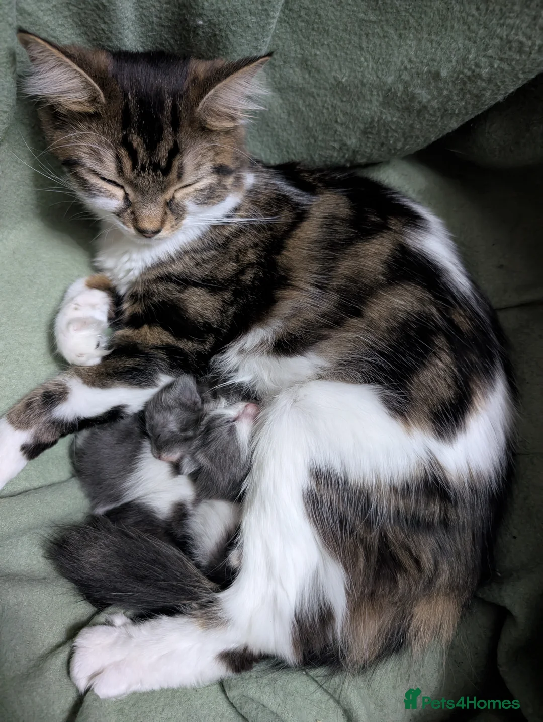 Siberian cats for sale: Siberian crossed kittens  - Advert 2