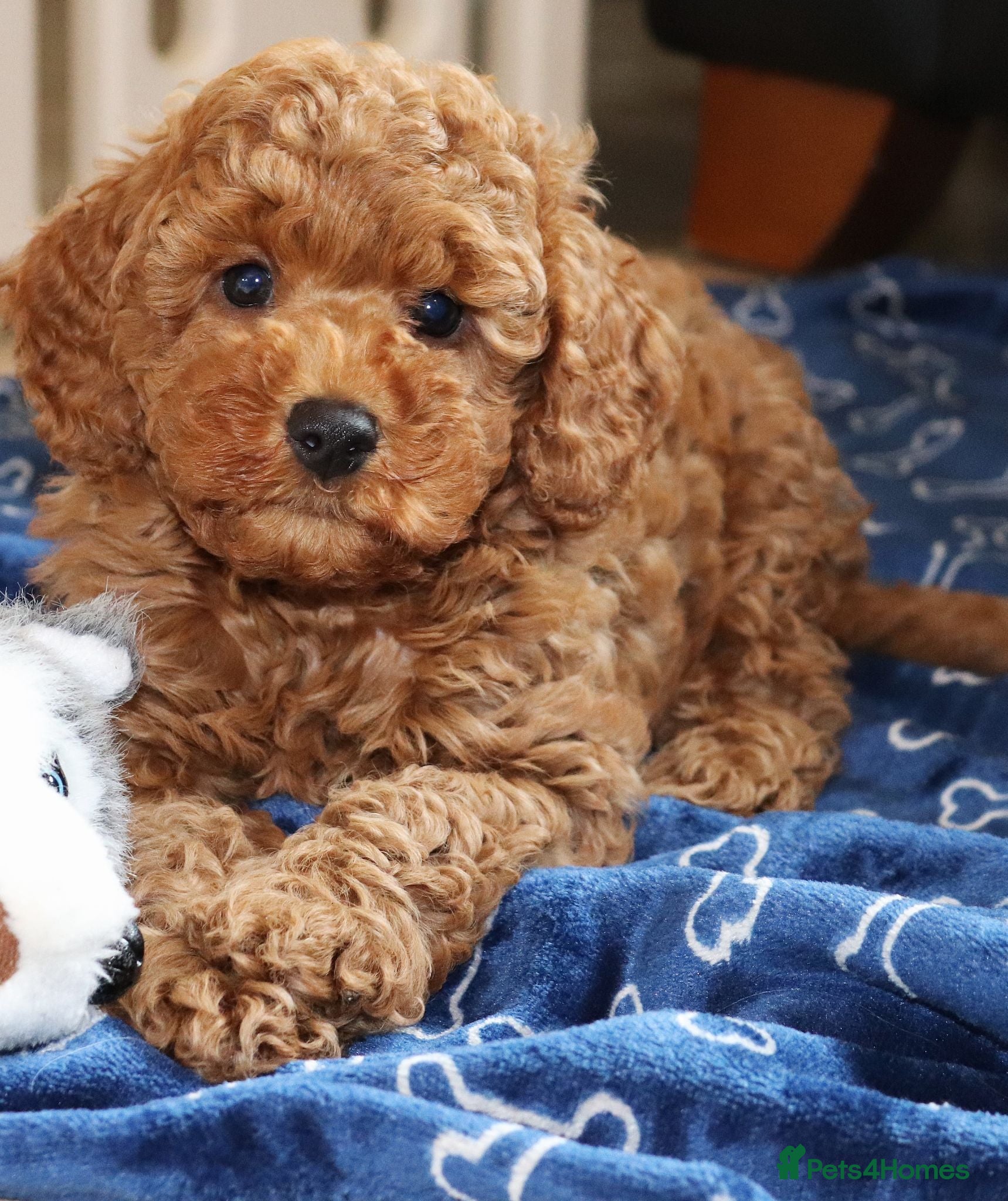 Cavapoo dogs 2 Top Quality Puppies, fully DNA tested Parents - Advert 2