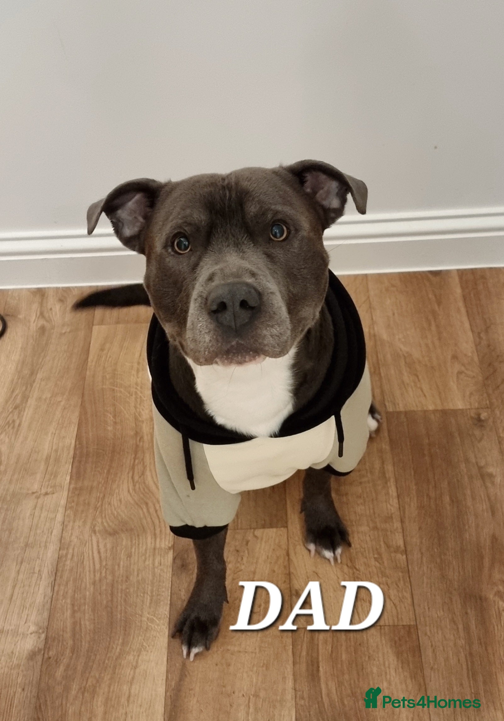 Staffordshire Bull Terrier dogs 💙 EXPERIENCED 50+ BLUE STUD in Erith - Advert 12