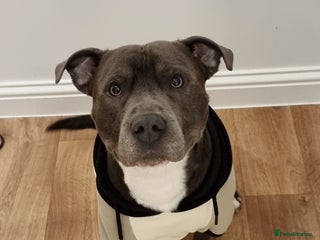 Staffordshire Bull Terrier dogs in Erith - Advert 27