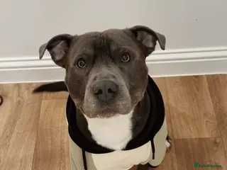 Staffordshire Bull Terrier dogs 💙 EXPERIENCED 50+ BLUE STUD in Erith - Advert 18