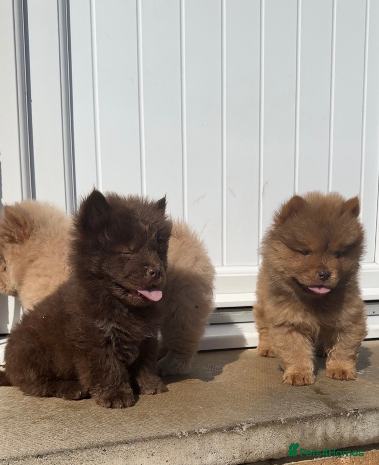 Chow Chow dogs *ReadyNow* 3 Teddy Bear Chow Chow Puppies - Advert 9