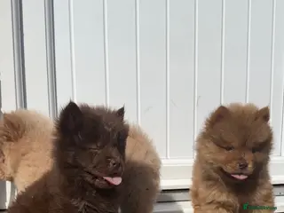 Chow Chow dogs *ReadyNow* 3 Teddy Bear Chow Chow Puppies - Advert 9
