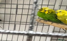 Budgerigars birds for sale: Beautiful budgies - Image 5