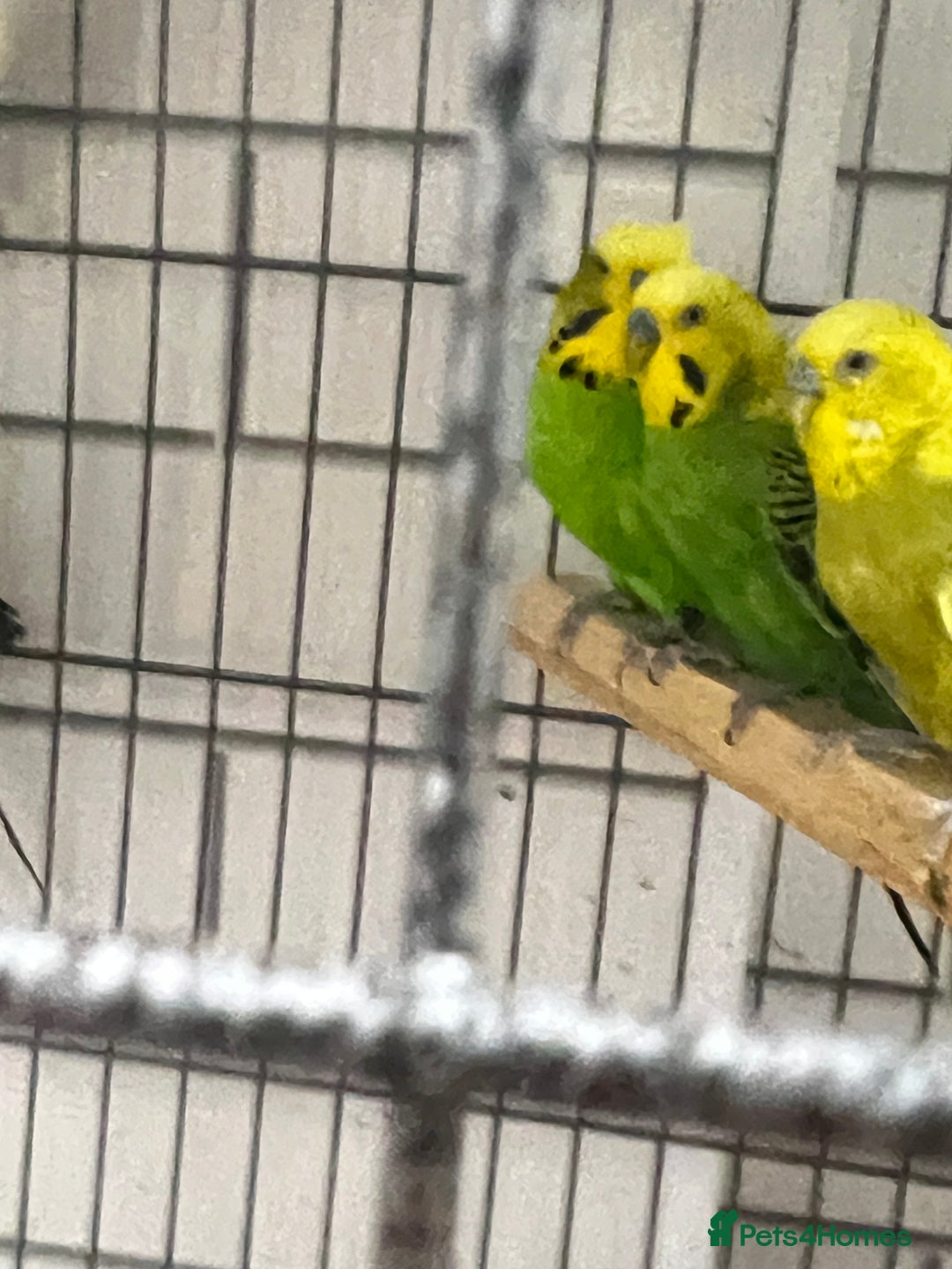 Budgerigars birds for sale: Beautiful budgies - Image 5
