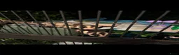 Sugar Glider rodents for sale: Sugar gliders  in Rugby - Advert 3