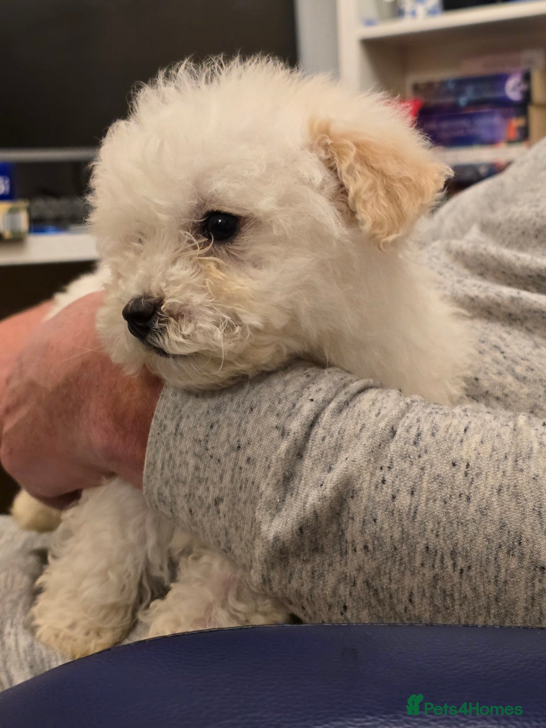 Poochon dogs for sale: Poochon  - Advert 18