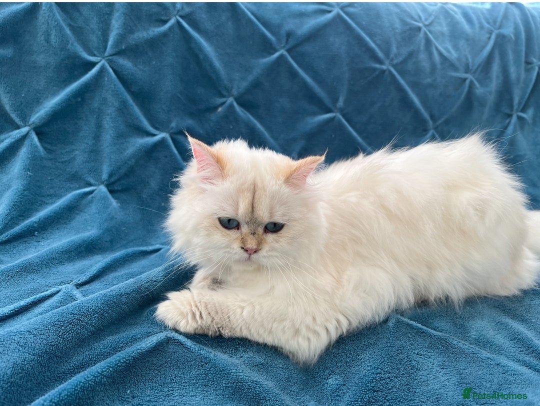 British Longhair cats for sale: Pure bread British Long and Shorthair kittens   - Advert 5