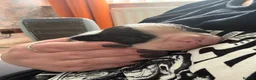 Boston Terrier dogs for sale: Stunning Boston Terriers Boys.  - Advert 5