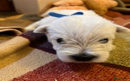 West Highland Terrier dogs for sale: Westie pups  - Image 4