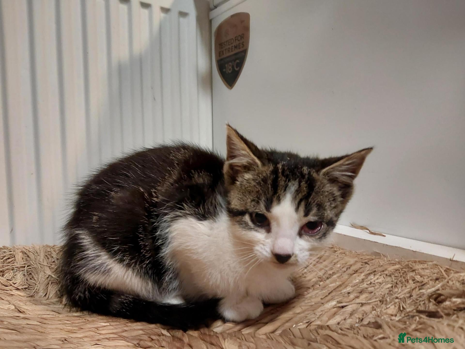 Mixed Breed cats Two kittens still for sale - Advert 10