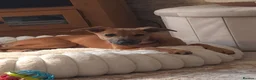 Whippet dogs for sale: Whippet x - Advert 1