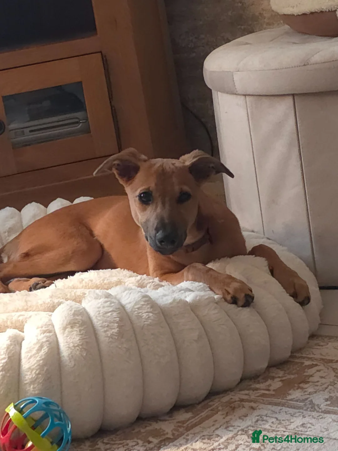 Whippet dogs for sale: Whippet x - Advert 1
