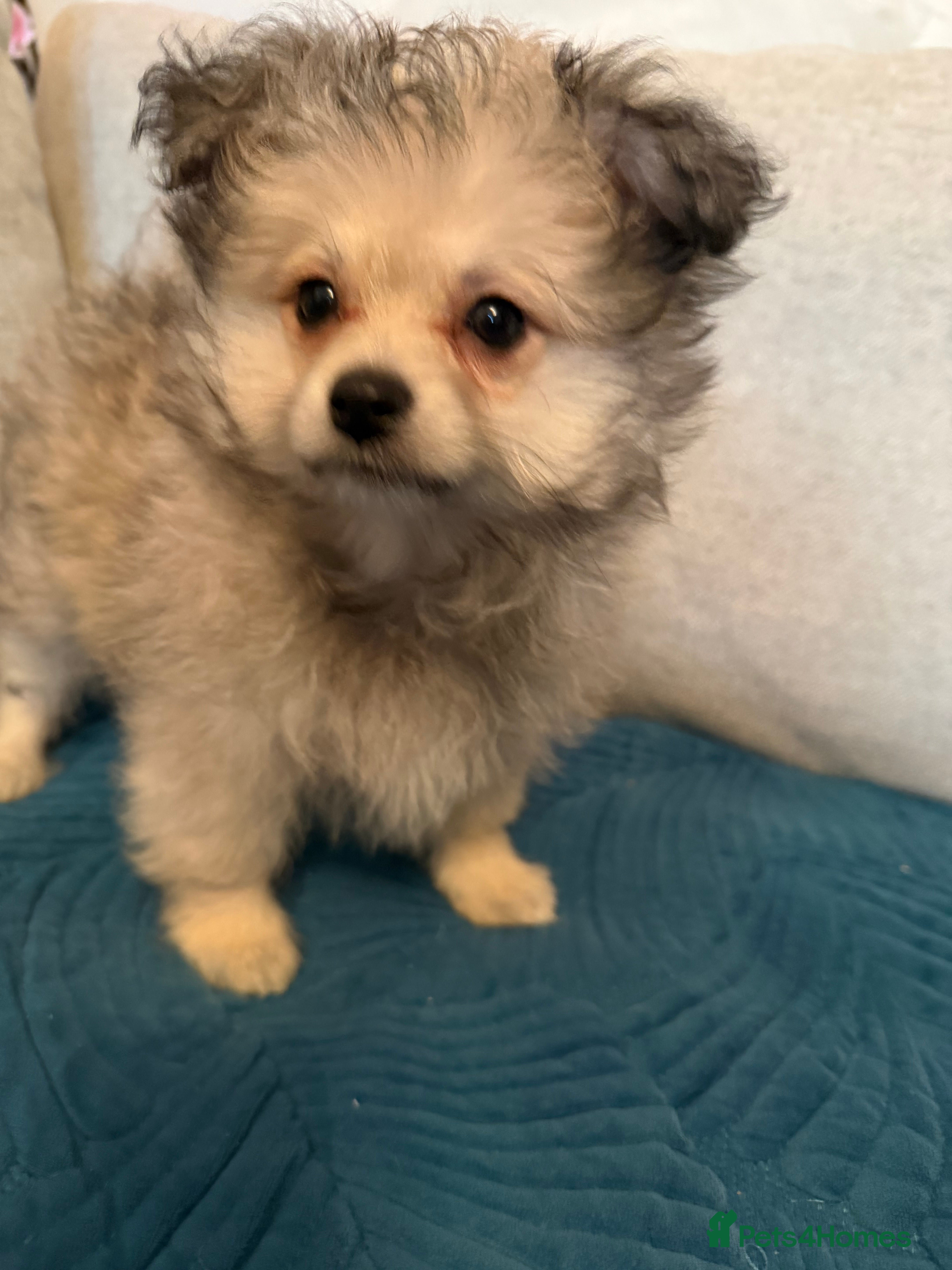 Mixed Breed dogs REDUCED Shihtzu x Pomeranian health checked  - Advert 2