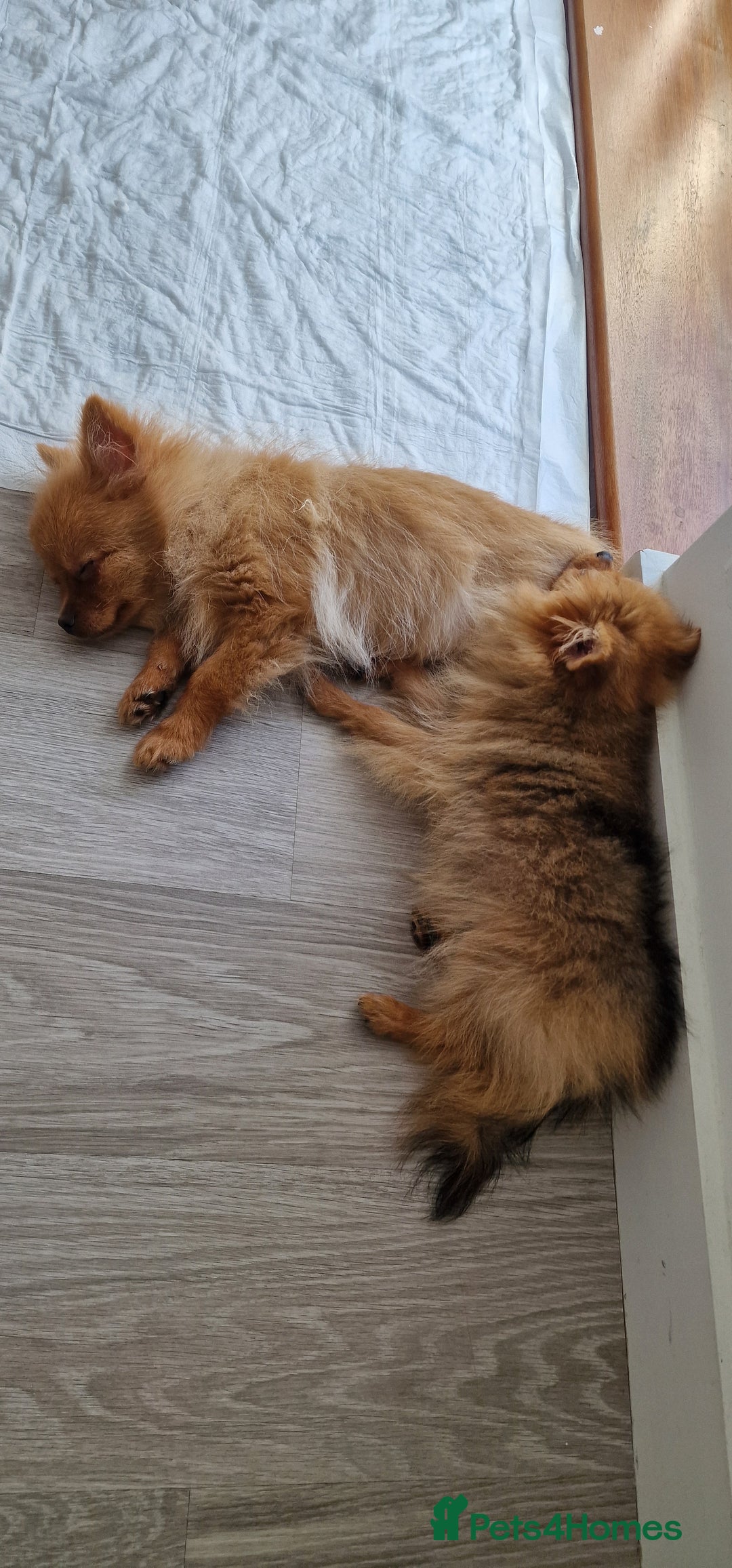 Pomeranian dogs for sale: Beautiful 5-Month-Old Pomeranian Girl for Sale  - Image 6