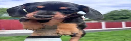 Miniature Dachshund dogs for sale: 3 gorgeous miniature Dachshunds. 🐶 READY TO GO!  - Advert 24
