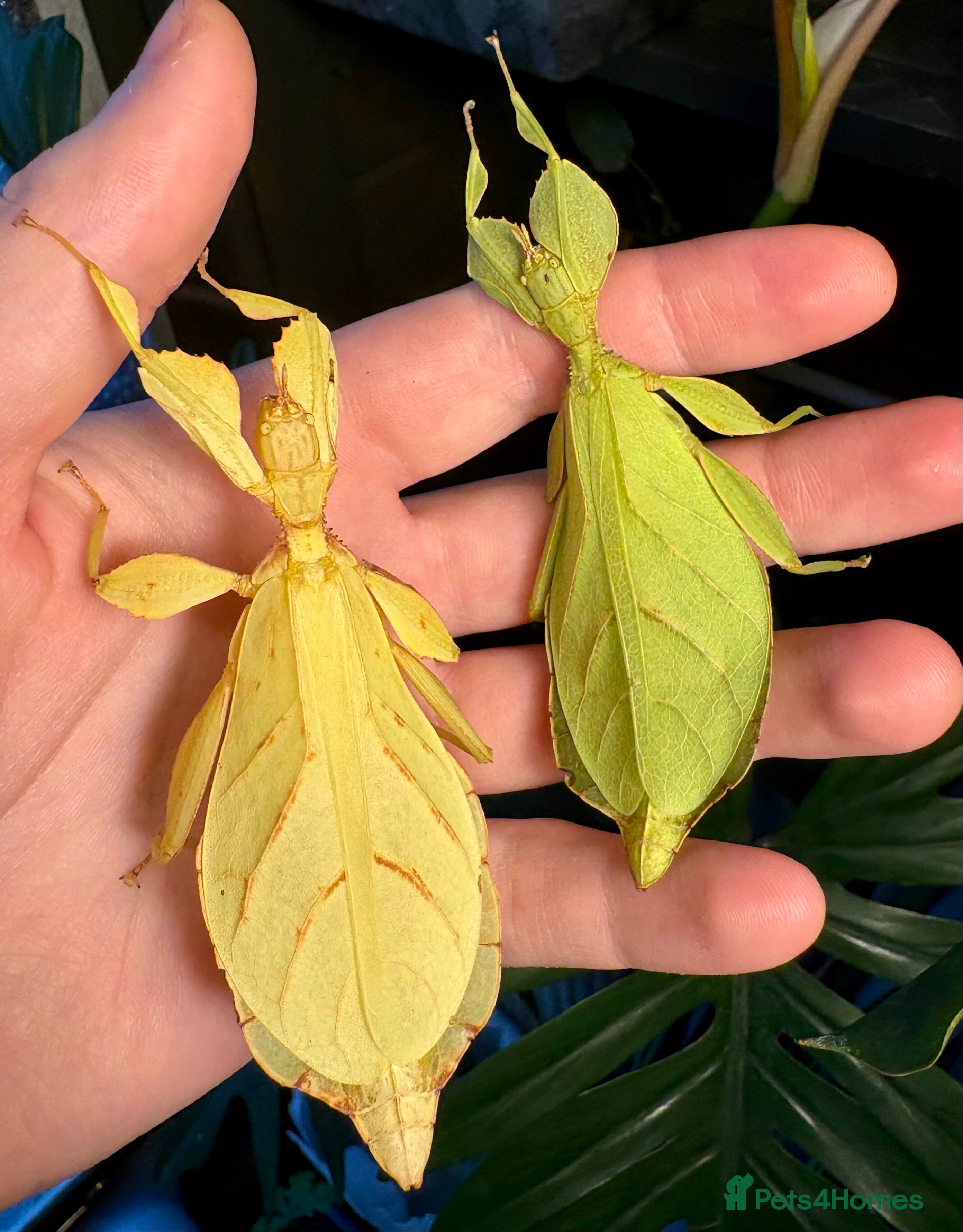 Stick Insects invertebrates Phyllium letiranti nymphs (leaf / stick insects) - Advert 4