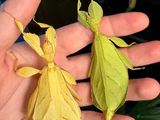 Stick Insects invertebrates Phyllium letiranti nymphs (leaf / stick insects) - Advert 3