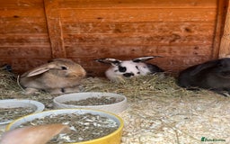 Mixed Breed rabbits for sale: Bunnies looking for a forever home! - Image 3