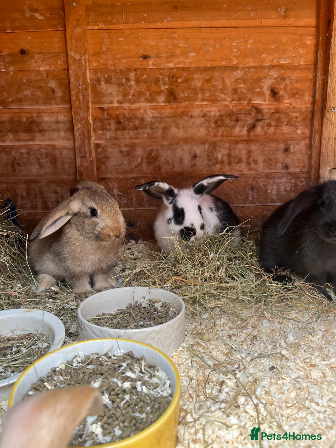 Mixed Breed rabbits for sale: Bunnies looking for a forever home! - Image 3