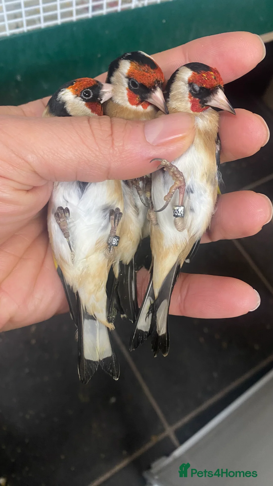Finches birds for sale: BBC ring mae goldfinches available  - Advert 4