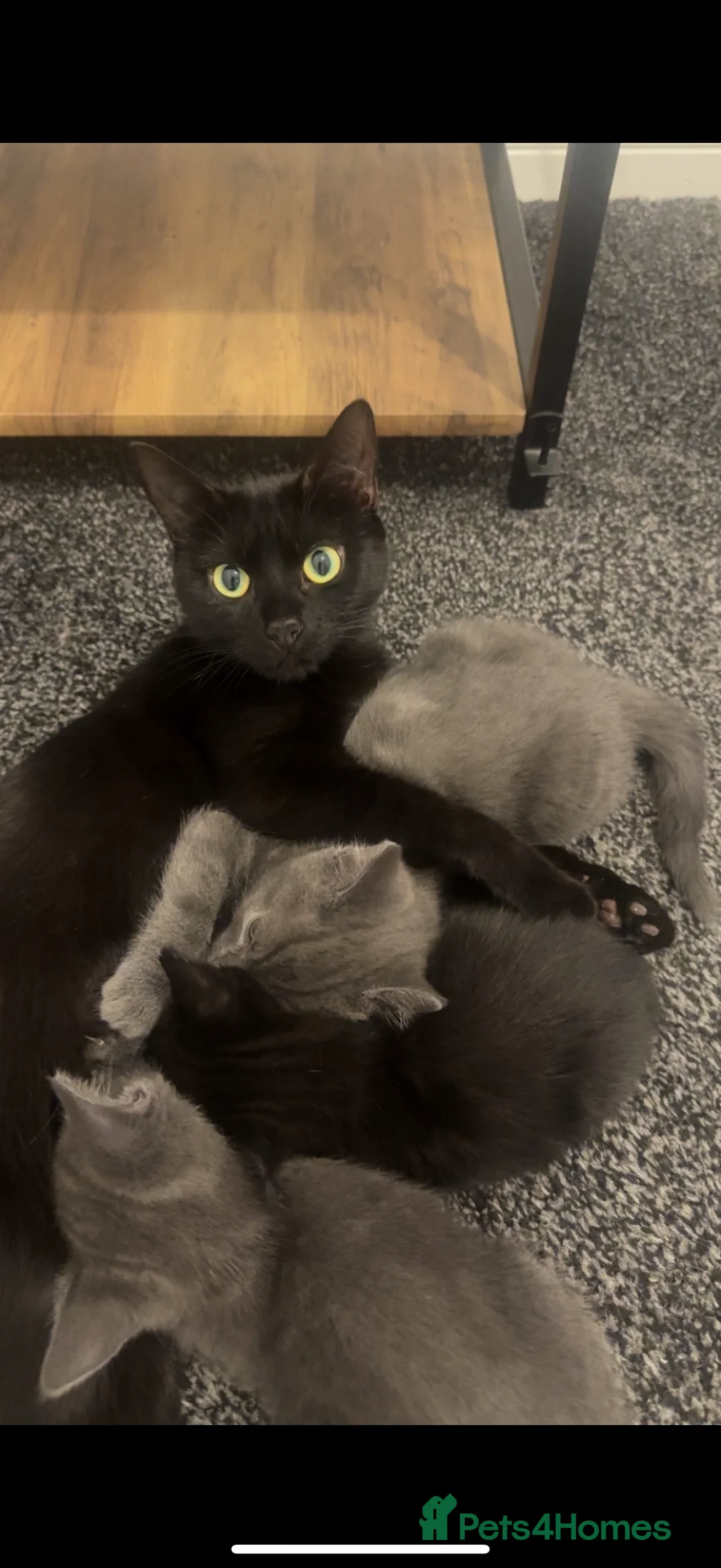 British Shorthair cats for sale: Grey British shorthair  in Grantham - Advert 2