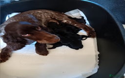 Cockapoo dogs for sale: Pure black cockerpoo  puppies  - Image 11