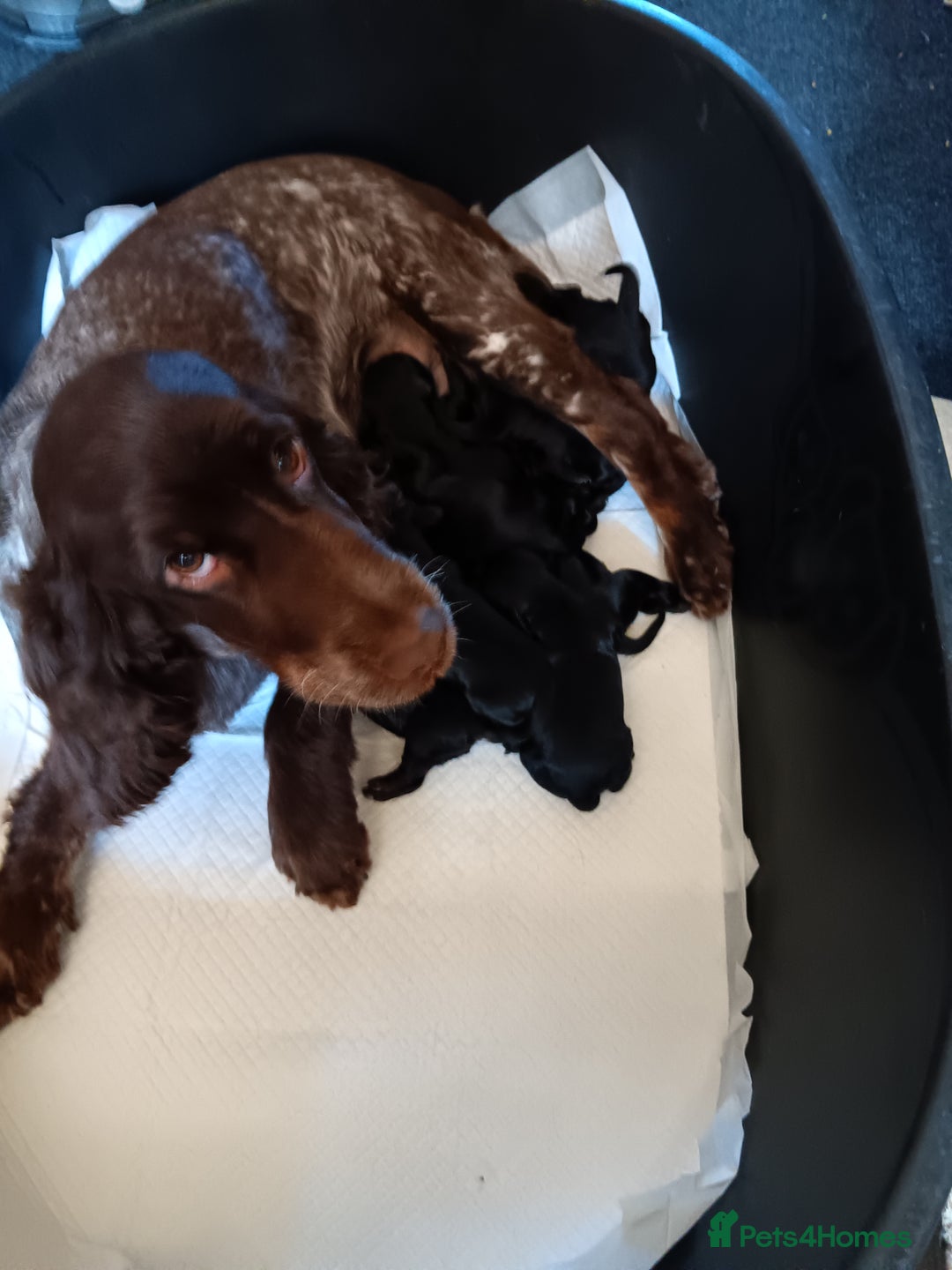 Cockapoo dogs for sale: Pure black cockerpoo  puppies  - Image 11