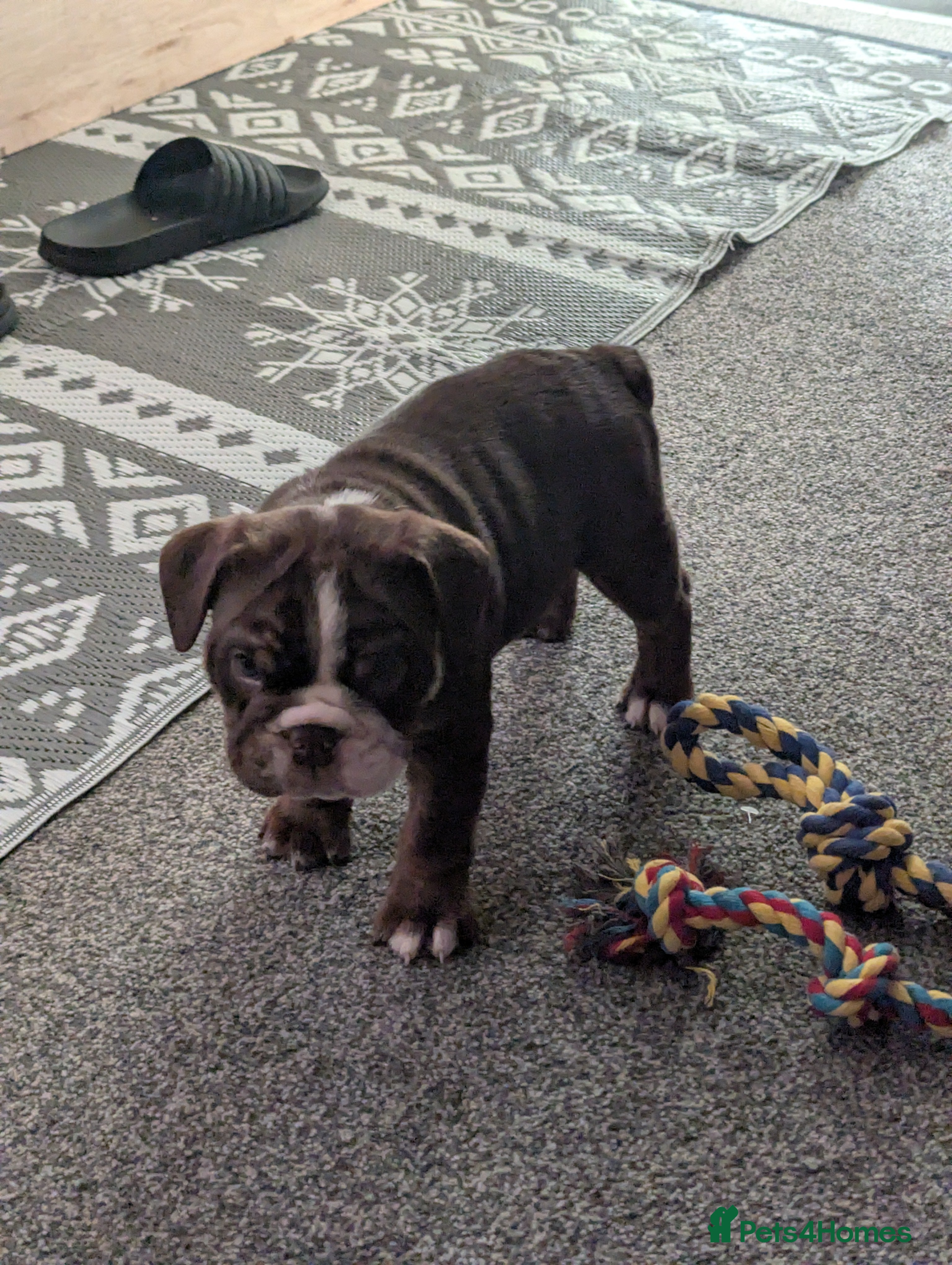 Old Tyme Bulldog dogs STUNNING OLD TYME ENGLISH BULLDOG PUPPIES  - Advert 2