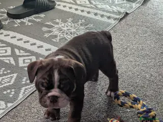 Old Tyme Bulldog dogs STUNNING OLD TYME ENGLISH BULLDOG PUPPIES - Advert 2