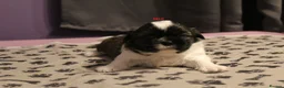 Shih Tzu dogs for sale: LOVELY SHIH TZU PUPPIES  - Advert 17