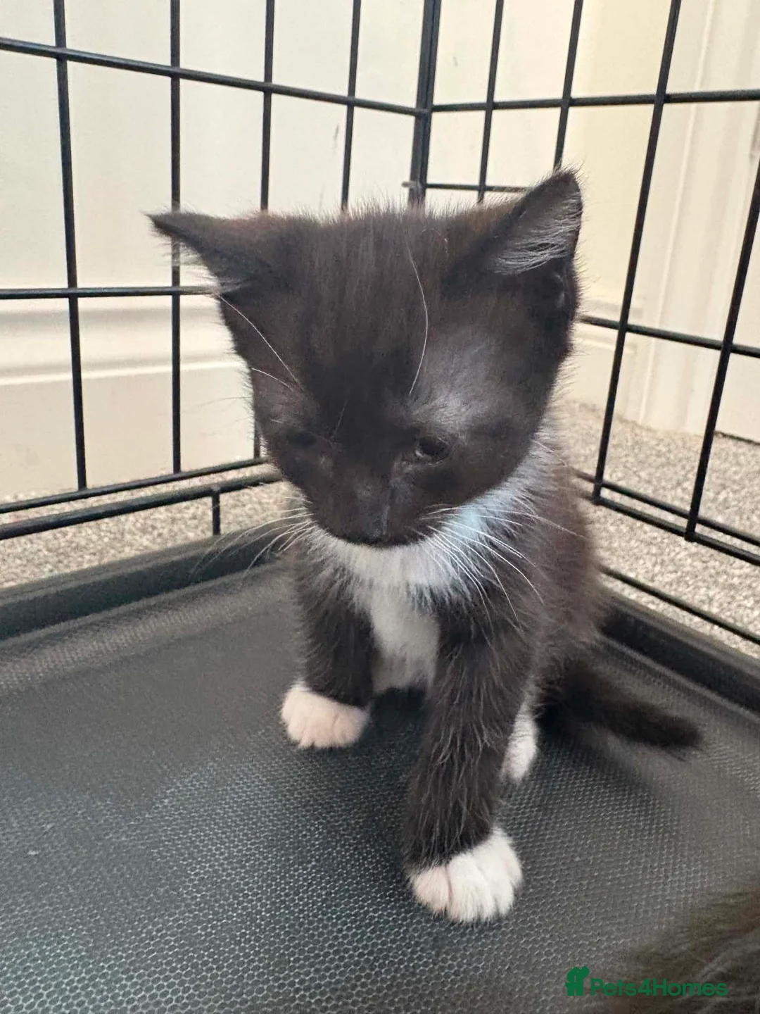 Mixed Breed cats for sale: Cute female kittens ready to view 😍  - Advert 2