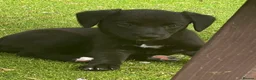 Mixed Breed dogs for sale: Beautiful F1 Bedlington Whippet  in Bradford - Advert 21