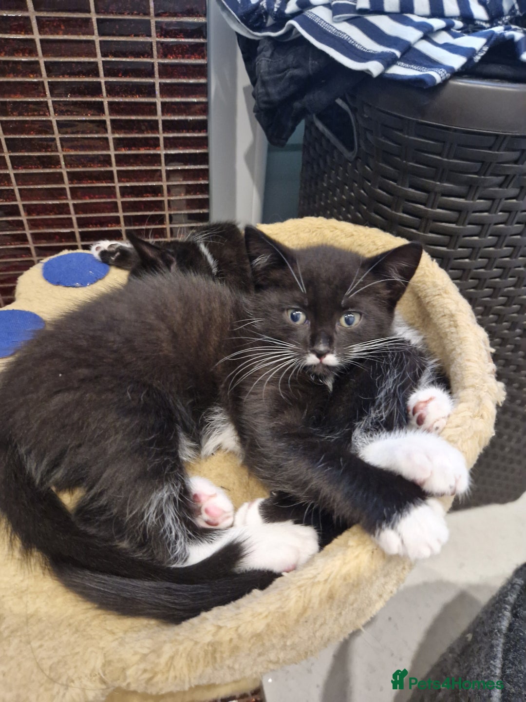 Mixed Breed cats for sale: Kittens😺 - Image 17