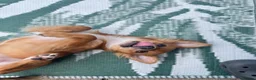 Pomchi dogs for sale: Female Pomchi for Rehoming  in Newport - Advert 4